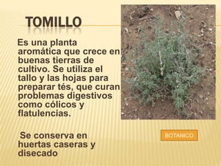 TOMILLO
Es una planta
aromática que crece en
buenas tierras de
cultivo. Se utiliza el
tallo y las hojas para
preparar tés, que curan
problemas digestivos
como cólicos y
flatulencias.
Se conserva en
huertas caseras y
disecado
BOTANICO
 
