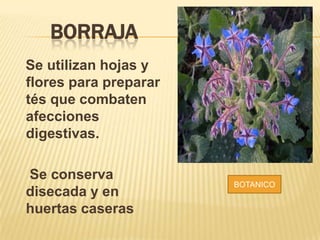 BORRAJA
Se utilizan hojas y
flores para preparar
tés que combaten
afecciones
digestivas.
Se conserva
disecada y en
huertas caseras
BOTANICO
 