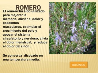 ROMEROEl romero ha sido utilizado
para mejorar la
memoria, aliviar el dolor y
espasmos
musculares, estimular el
crecimiento del pelo y
apoyar el sistema
circulatorio y nervioso, alivia
el dolor menstrual, y reduce
el dolor del riñón .
Se conserva disecado en
una temperatura media.
BOTÁNICO
 