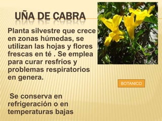 UÑA DE CABRA
Planta silvestre que crece
en zonas húmedas, se
utilizan las hojas y flores
frescas en té . Se emplea
para curar resfríos y
problemas respiratorios
en genera.
Se conserva en
refrigeración o en
temperaturas bajas
BOTANICO
 