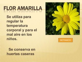 FLOR AMARILLA
Se utiliza para
regular la
temperatura
corporal y para el
mal aire en los
niños.
Se conserva en
huertas caseras
BOTANICO
 