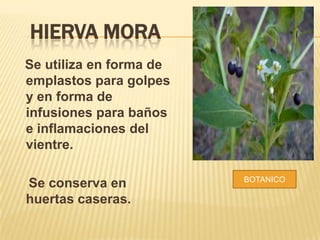 HIERVA MORA
Se utiliza en forma de
emplastos para golpes
y en forma de
infusiones para baños
e inflamaciones del
vientre.
Se conserva en
huertas caseras.
BOTANICO
 
