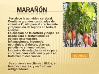 MARAÑÓN
Fortalece la actividad cerebral.
Contiene grandes cantidades de
vitamina C, útil para el crecimiento
y reparación de tejidos en todo el
cuerpo.
La cocción de la corteza y hojas es
usada para el tratamiento de
cólicos estomacales,
inflamaciones, insomnio,
neuralgias, diabetes, diarrea,
paludismo y hemorroides.
La resina de esta planta sirve para
curar lesiones cutáneas y para el
tratamiento del cáncer.
Se conserva en climas cálidos, en
huertas caseras y su fruto en
refrigeradores.
BOTANICO
 
