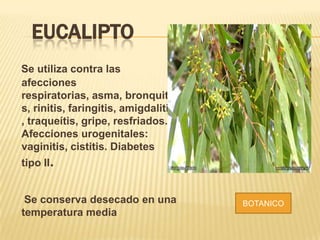 EUCALIPTO
Se utiliza contra las
afecciones
respiratorias, asma, bronquiti
s, rinitis, faringitis, amigdalitis
, traqueítis, gripe, resfriados.
Afecciones urogenitales:
vaginitis, cistitis. Diabetes
tipo II.
Se conserva desecado en una
temperatura media
BOTANICO
 