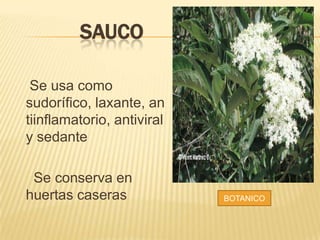 SAUCO
Se usa como
sudorífico, laxante, an
tiinflamatorio, antiviral
y sedante
Se conserva en
huertas caseras BOTANICO
 