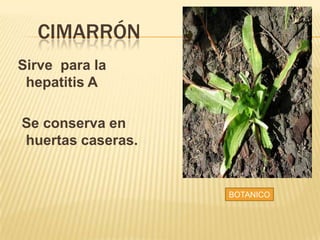 CIMARRÓN
Sirve para la
hepatitis A
Se conserva en
huertas caseras.
BOTANICO
 