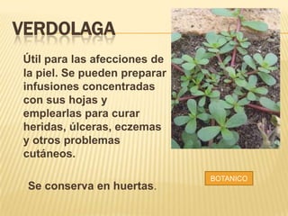 VERDOLAGA
Útil para las afecciones de
la piel. Se pueden preparar
infusiones concentradas
con sus hojas y
emplearlas para curar
heridas, úlceras, eczemas
y otros problemas
cutáneos.
Se conserva en huertas.
BOTANICO
 