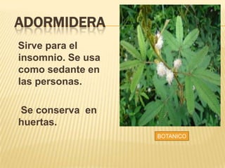 ADORMIDERA
Sirve para el
insomnio. Se usa
como sedante en
las personas.
Se conserva en
huertas.
BOTANICO
 
