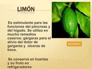 LIMÓN
Es estimulante para las
funciones del páncreas y
del hígado. Se utiliza en
mucho remedios
caseros: gárgaras para el
alivio del dolor de
garganta y úlceras de
boca.
Se conserva en huertas
y su fruto en
refrigeradores
BOTANICO
 