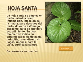 HOJA SANTA
La hoja santa se emplea en
padecimientos como
inflamación, infección de
la matriz, para después del
parto, dolor de estómago o
espasmo, falta de apetito y
estreñimiento. Su uso
también se indica en
enfermedades como asma,
laringitis, reumatismo, en
llagas, riñones, para la
vista, purifica la sangre.
Se conserva en huertas.
BOTANICO
 