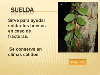 SUELDA
Sirve para ayudar
soldar los huesos
en caso de
fracturas.
Se conserva en
climas cálidos
BOTANICO
 