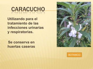 CARACUCHO
Utilizando para el
tratamiento de las
infecciones urinarias
y respiratorias.
Se conserva en
huertas caseras
BOTANICO
 