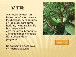 YANTEN
Sus hojas se usan en
forma de infusión contra
las diarreas, para colirios
en los ojos, para curar
heridas, hemorragias, fie
bre, herpes de la
cara, catarros, bronquitis
, inflamaciones y úlceras
de la boca y de la
garganta.
Se conserva disecado o
en huertas caseras
BOTANICO
 
