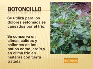 BOTONCILLO
Se utiliza para los
dolores estomacales
causados por el frio.
Se conserva en
climas cálidos y
calientes en los
patios como jardín y
en clima frio en
materas con tierra
tratada. BOTANICO
 