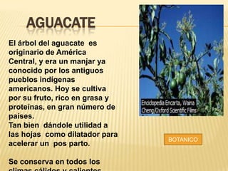 AGUACATE
El árbol del aguacate es
originario de América
Central, y era un manjar ya
conocido por los antiguos
pueblos indígenas
americanos. Hoy se cultiva
por su fruto, rico en grasa y
proteínas, en gran número de
países.
Tan bien dándole utilidad a
las hojas como dilatador para
acelerar un pos parto.
Se conserva en todos los
BOTANICO
 