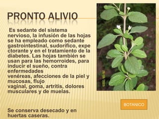 PRONTO ALIVIO
Es sedante del sistema
nervioso, la infusión de las hojas
se ha empleado como sedante
gastrointestinal, sudorífico, expe
ctorante y en el tratamiento de la
diabetes. Las hojas también se
usan para las hemorroides, para
inducir el sueño, contra
enfermedades
venéreas, afecciones de la piel y
mucosas, flujo
vaginal, goma, artritis, dolores
musculares y de muelas.
Se conserva desecado y en
huertas caseras.
BOTANICO
 