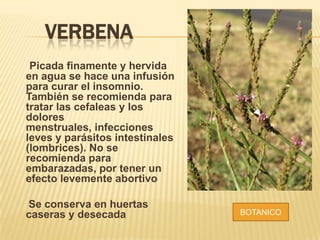 VERBENA
Picada finamente y hervida
en agua se hace una infusión
para curar el insomnio.
También se recomienda para
tratar las cefaleas y los
dolores
menstruales, infecciones
leves y parásitos intestinales
(lombrices). No se
recomienda para
embarazadas, por tener un
efecto levemente abortivo
Se conserva en huertas
caseras y desecada BOTANICO
 