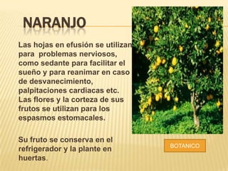 NARANJO
Las hojas en efusión se utilizan
para problemas nerviosos,
como sedante para facilitar el
sueño y para reanimar en caso
de desvanecimiento,
palpitaciones cardiacas etc.
Las flores y la corteza de sus
frutos se utilizan para los
espasmos estomacales.
Su fruto se conserva en el
refrigerador y la plante en
huertas.
BOTANICO
 