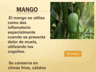 MANGO
El mango se utiliza
como des
inflamatorio
especialmente
cuando se presenta
dolor de muela,
utilizando los
cogollos.
Se conserva en
climas fríos, cálidos

BOTANICO

 
