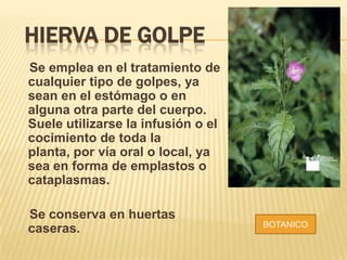 HIERVA DE GOLPE
Se emplea en el tratamiento de
cualquier tipo de golpes, ya
sean en el estómago o en
alguna otra parte del cuerpo.
Suele utilizarse la infusión o el
cocimiento de toda la
planta, por vía oral o local, ya
sea en forma de emplastos o
cataplasmas.
Se conserva en huertas
caseras.

BOTANICO

 