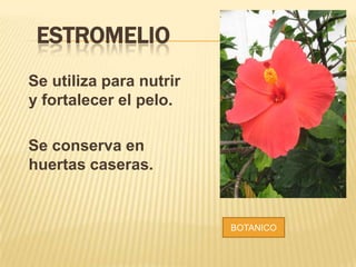 ESTROMELIO
Se utiliza para nutrir
y fortalecer el pelo.
Se conserva en
huertas caseras.

BOTANICO

 