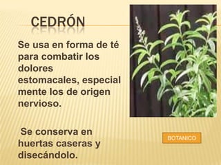 CEDRÓN
Se usa en forma de té
para combatir los
dolores
estomacales, especial
mente los de origen
nervioso.

Se conserva en
huertas caseras y
disecándolo.

BOTANICO

 