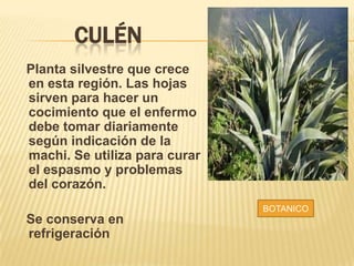 CULÉN
Planta silvestre que crece
en esta región. Las hojas
sirven para hacer un
cocimiento que el enfermo
debe tomar diariamente
según indicación de la
machi. Se utiliza para curar
el espasmo y problemas
del corazón.
BOTANICO

Se conserva en
refrigeración

 