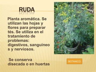 RUDA
Planta aromática. Se
utilizan las hojas y
flores para preparar
tés. Se utiliza en el
tratamiento de
problemas:
digestivos, sanguíneo
s y nerviosos.

Se conserva
disecada o en huertas

BOTANICO

 