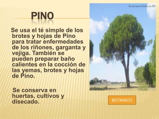 PINO
Se usa el té simple de los
brotes y hojas de Pino
para tratar enfermedades
de los riñones, garganta y
vejiga. También se
pueden preparar baño
calientes en la cocción de
las yemas, brotes y hojas
de Pino.
Se conserva en
huertas, cultivos y
disecado.

BOTANICO

 