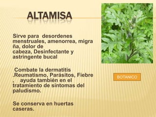 ALTAMISA
Sirve para desordenes
menstruales, amenorrea, migra
ña, dolor de
cabeza, Desinfectante y
astringente bucal

Combate la dermatitis
.Reumatismo, Parásitos, Fiebre
, ayuda también en el
tratamiento de síntomas del
paludismo.
Se conserva en huertas
caseras.

BOTANICO

 