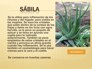 SÁBILA
Se la utiliza para inflamación de los
riñones y del hígado; para cistitis en
las mujeres. Se saca los cristales
que están dentro de la corteza de las
hojas y éstos se los licúa con agua
hervida, se le pone un poquito de
azúcar y se toma en ayunas una
copita para lo indicado
anteriormente. También se pone
emplastos de estos cristales en el
vientre y provoca un alivio grande
cuando hay inflamación. Se la usa
también en cosmetología para hacer
cremas para la cara y el cuello.

Se conserva en huertas caseras

BOTANICO

 