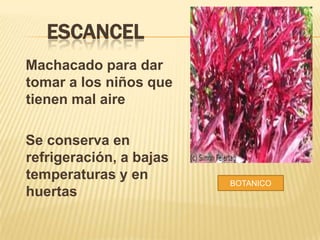 ESCANCEL
Machacado para dar
tomar a los niños que
tienen mal aire

Se conserva en
refrigeración, a bajas
temperaturas y en
huertas

BOTANICO

 
