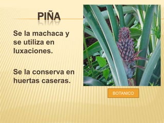 PIÑA
Se la machaca y
se utiliza en
luxaciones.

Se la conserva en
huertas caseras.
BOTANICO

 