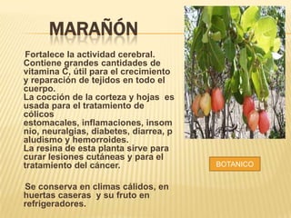 MARAÑÓN
Fortalece la actividad cerebral.
Contiene grandes cantidades de
vitamina C, útil para el crecimiento
y reparación de tejidos en todo el
cuerpo.
La cocción de la corteza y hojas es
usada para el tratamiento de
cólicos
estomacales, inflamaciones, insom
nio, neuralgias, diabetes, diarrea, p
aludismo y hemorroides.
La resina de esta planta sirve para
curar lesiones cutáneas y para el
tratamiento del cáncer.
Se conserva en climas cálidos, en
huertas caseras y su fruto en
refrigeradores.

BOTANICO

 