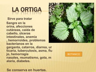 LA ORTIGA
Sirve para tratar
Sangre en la
orina, afecciones
cutáneas, caída de
cabello, úlceras
intestinales, anemia
, hemorroides, problemas
bacterianos en la
garganta, catarros, diarrea, ur
ticaria, tuberculosis, asma, flu
jo, hemorragia
nasales, reumatismo, gota, m
alaria, diabetes.

Se conserva en huertas.

BOTANICO

 