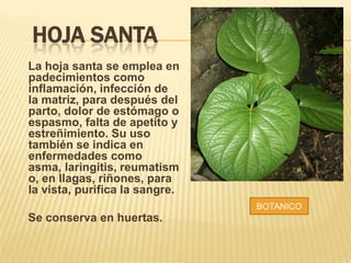 HOJA SANTA
La hoja santa se emplea en
padecimientos como
inflamación, infección de
la matriz, para después del
parto, dolor de estómago o
espasmo, falta de apetito y
estreñimiento. Su uso
también se indica en
enfermedades como
asma, laringitis, reumatism
o, en llagas, riñones, para
la vista, purifica la sangre.
BOTANICO

Se conserva en huertas.

 