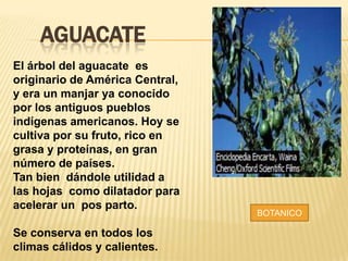 AGUACATE
El árbol del aguacate es
originario de América Central,
y era un manjar ya conocido
por los antiguos pueblos
indígenas americanos. Hoy se
cultiva por su fruto, rico en
grasa y proteínas, en gran
número de países.
Tan bien dándole utilidad a
las hojas como dilatador para
acelerar un pos parto.
Se conserva en todos los
climas cálidos y calientes.

BOTANICO

 