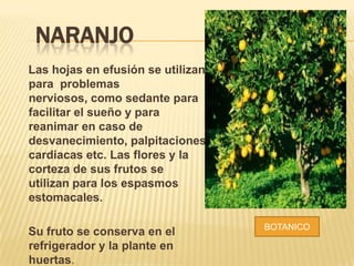 NARANJO
Las hojas en efusión se utilizan
para problemas
nerviosos, como sedante para
facilitar el sueño y para
reanimar en caso de
desvanecimiento, palpitaciones
cardiacas etc. Las flores y la
corteza de sus frutos se
utilizan para los espasmos
estomacales.
Su fruto se conserva en el
refrigerador y la plante en
huertas.

BOTANICO

 