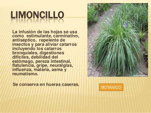 Resultado de imagen para limoncillo propiedades