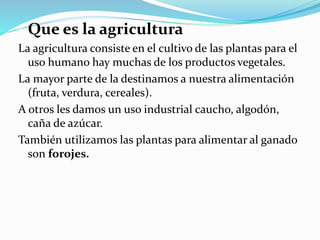 Que es la agricultura
La agricultura consiste en el cultivo de las plantas para el
uso humano hay muchas de los productos vegetales.
La mayor parte de la destinamos a nuestra alimentación
(fruta, verdura, cereales).
A otros les damos un uso industrial caucho, algodón,
caña de azúcar.
También utilizamos las plantas para alimentar al ganado
son forojes.
 
