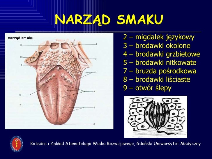 Narząd Którego Wydzielina Natłuszcza Włosy