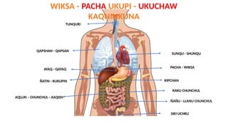Chunchul PROFESIONES Y PARTES DEL CUERPO HUMANO EN QUECHUA | PPTX