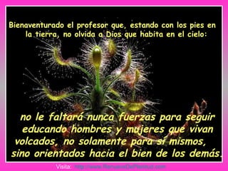 Bienaventurado el profesor que, estando con los pies en la tierra, no olvida a Dios que habita en el cielo: no le faltará nunca fuerzas para seguir educando hombres y mujeres que vivan volcados, no solamente para sí mismos,  sino orientados hacia el bien de los demás. Visita:  http:// www.RenuevoDePlenitud.com 