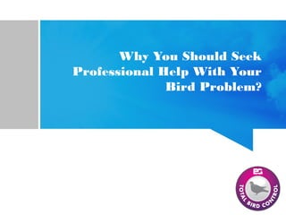 Why You Should Seek
Professional Help With Your
Bird Problem?
 