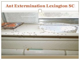 Ant Extermination Lexington SC
 