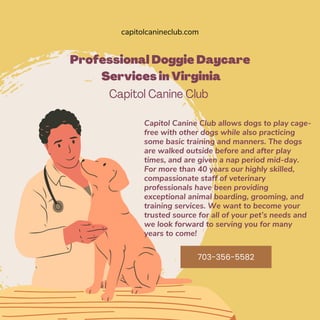 Professional Doggie Daycare
Services in Virginia
Capitol Canine Club
Capitol Canine Club allows dogs to play cage-
free wi...