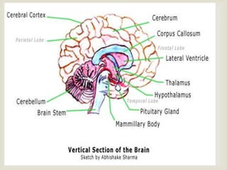Professional learning networks diagrams