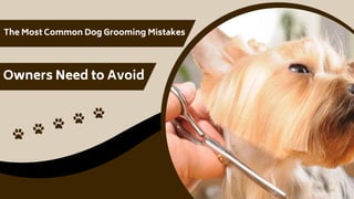 The Most Common Dog Grooming Mistakes
Owners Need to Avoid
 