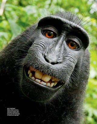 SELF-PORTRAIT
David J Slater’s picture,
which the monkey ‘took’,
and which caused such a
furore over the ownership
of intellectual copyright.


                             63
 