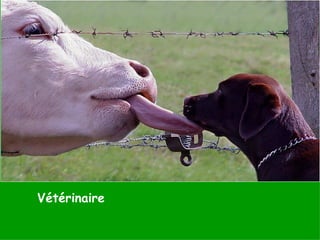 Vétérinaire 